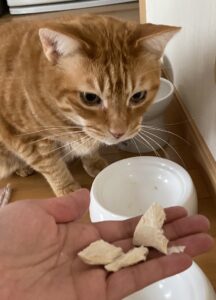 ドライササミを食べる猫